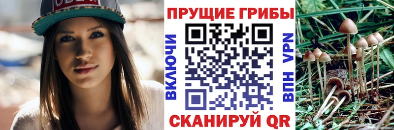Псилоцибиновые грибы Psilocybine cubensis Купить где Теберда